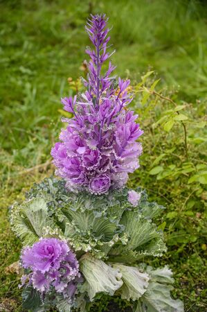 Colorful decorative cabbage with leaves in green and purple shades close-upの写真素材