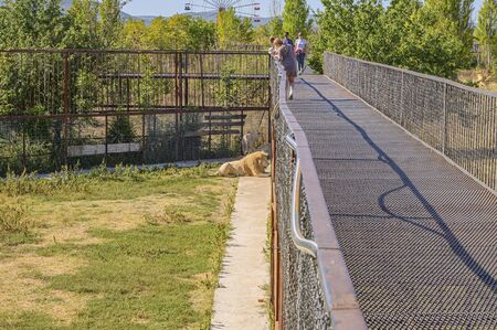 Belogorsk, Crimea, Russia-September 16, 2019: Taigan Safari Park Lions in the enclosureのeditorial素材