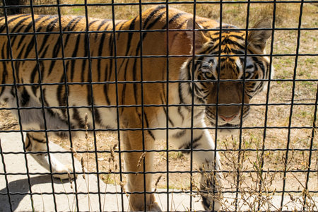 Adult tiger in the zoo behind the fence