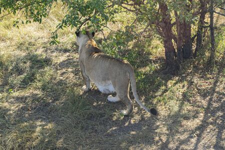 Adult lioness in the zoo quietly walks in the enclosureの写真素材