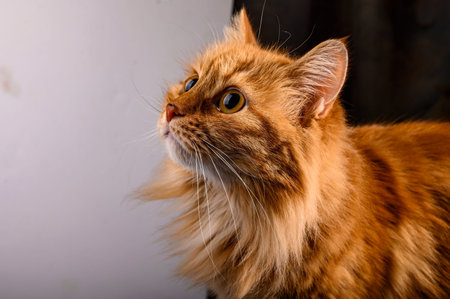 Portrait of a beautiful red cat close-upの写真素材