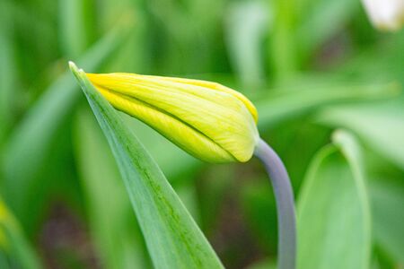 Yellow tulips in the green grass. The first spring flowers. Close upの写真素材