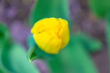 Yellow tulips in the green grass. The first spring flowers. Close upの写真素材