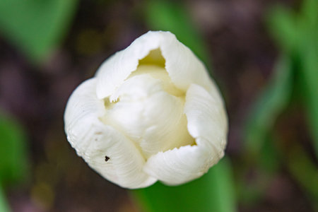 White tulips in the green grass. The first spring flowers. Close upの写真素材