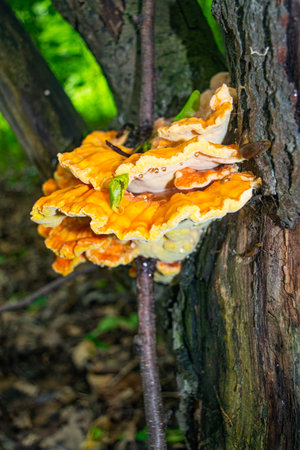 Yellow tree fungus on the trunk of an old tree. Close up