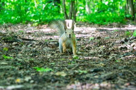 A young red squirrel looks for fallen nuts in the forestの写真素材