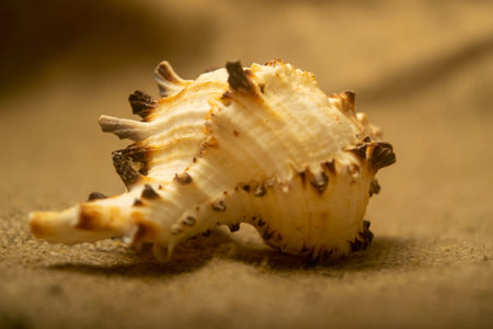 Beautiful sea shell on the background of burlap with a rough texture. Close up