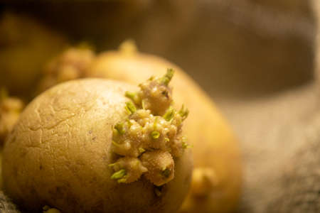 Sprouted potatoes on a background of coarse sacking. Autumn harvest. Seed potatoes for planting. Close upの写真素材