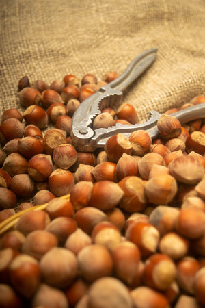 A scattering of hazelnuts and a Nutcracker on the background of burlap with a rough texture. Close...