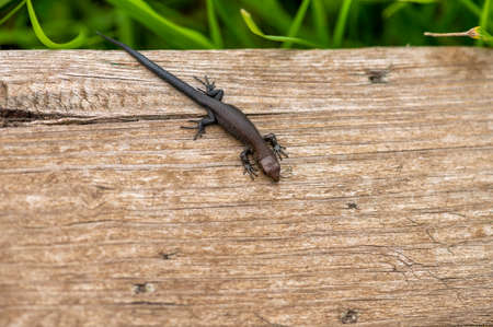 A small black lizard is warming itself on an old Board. Close upの写真素材