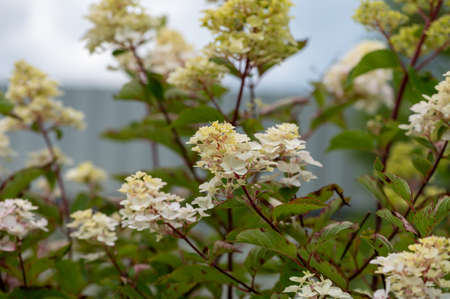 Inflorescences of white hydrangea in green foliage. Close upの写真素材