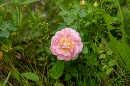 Pink rose buds in dense foliage. Close upの写真素材