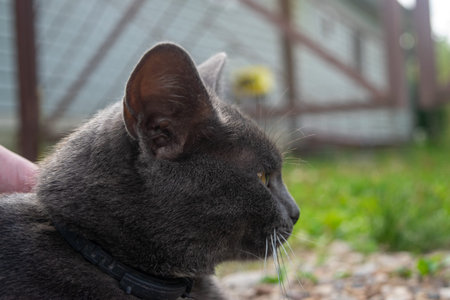 Portrait of a young black cat. Pet in the country
