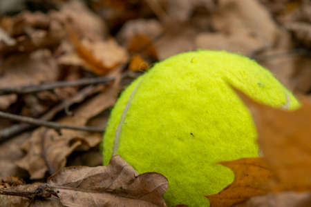 A tennis ball is lying on the fallen leavesの写真素材