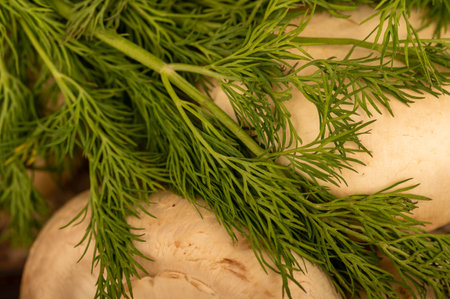 Fresh young mushrooms and juicy green dill on the table. Close-up selective focus.の写真素材