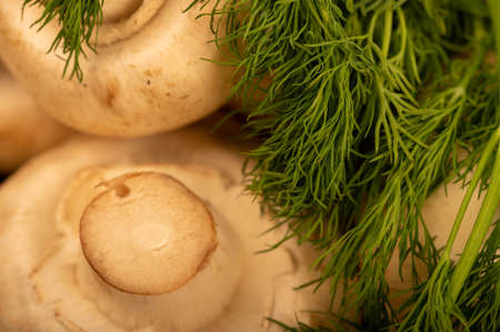 Fresh young mushrooms and juicy green dill on the table. Close-up selective focus.の写真素材