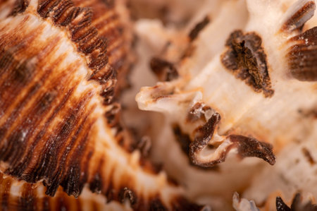 Seashell surface texture, background image, close-up, selective focus