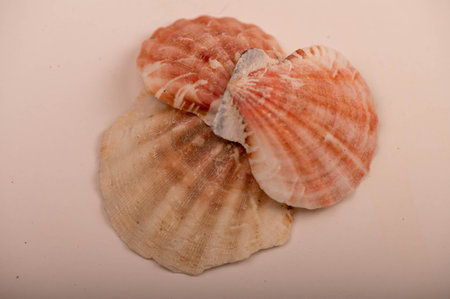 Several seashells on a white background, not isolated, close-up, selective focus