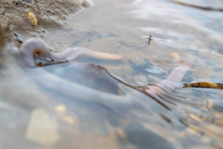 Earthworm and the first spring stream, close-up, selective focus