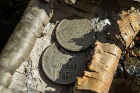 Old coins in the forest on a piece of birch bark lying on green mossの写真素材