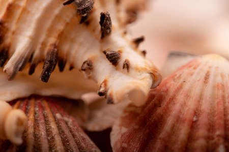 Seashell surface texture, background image, close-up, selective focusの写真素材