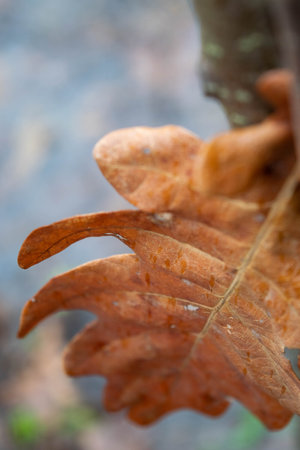 A yellow fallen leaf of a tree stuck in a branch against the background of the forest. Yellow leaf close-up in a natural environment. Beautiful forest landscape.の写真素材