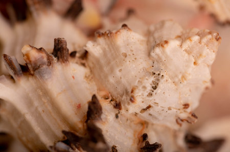 Seashell surface texture, background image, close-up, selective focusの写真素材