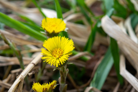 The first spring flower on the background of the forest. Yellow flower close-up in a natural environment. Beautiful forest landscape.の写真素材