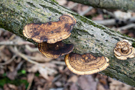 Mushrooms on the trunk of an old tree against a forest background. Mushroom close-up in the natural environment. Beautiful forest landscape.の写真素材