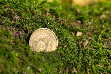 Old coins in the forest on green mossの写真素材
