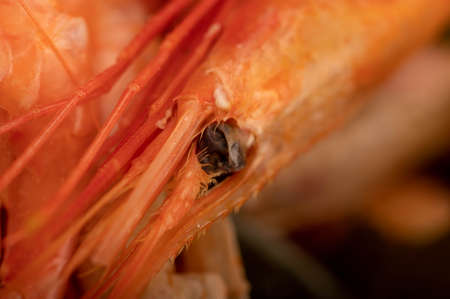 Atlantic shrimp cooked with allspice and bay leaf close-up, surface textureの写真素材