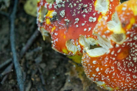A poisonous and hallucinogenic mushroom Fly agaric in the grass against the background of an autumn forest. Red poisonous mushroom close-up in the natural environment. Beautiful autumn landscape.の写真素材