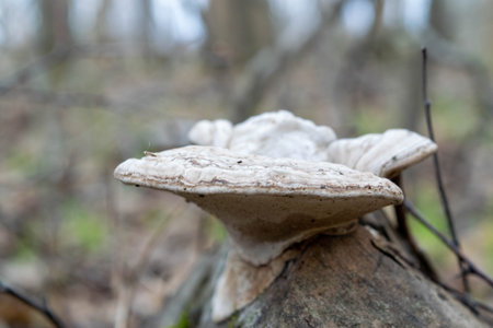 Mushrooms on the trunk of an old tree against a forest background. Mushroom close-up in the natural...