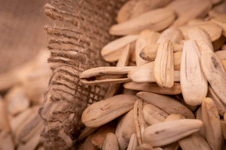 White sunflower seeds scattered on the background of coarse burlap, close-up selective focusの写真素材