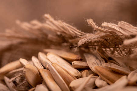 White sunflower seeds scattered on the background of coarse burlap, close-up selective focusの写真素材