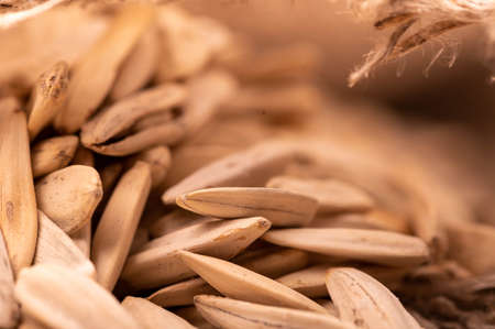 White sunflower seeds scattered on the background of coarse burlap, close-up selective focusの写真素材