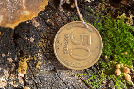Old coins in the forest in the bark of an old treeの写真素材