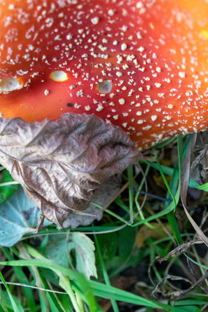 A poisonous and hallucinogenic mushroom Fly agaric in the grass against the background of an autumn forest. Red poisonous mushroom close-up in the natural environment. Beautiful autumn landscape.の写真素材