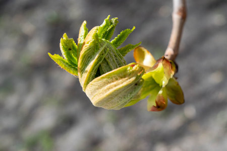 Budding buds on a tree against a forest background. Young green leaves in close-up in a natural...