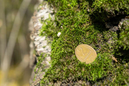 Old coins in the forest on green mossの写真素材