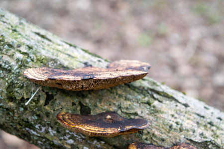 Mushrooms on the trunk of an old tree against a forest background. Mushroom close-up in the natural environment. Beautiful forest landscape.の写真素材