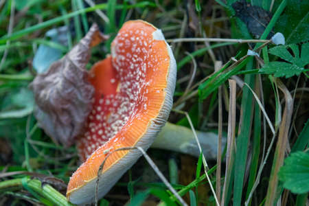 A poisonous and hallucinogenic mushroom Fly agaric in the grass against the background of an autumn forest. Red poisonous mushroom close-up in the natural environment. Beautiful autumn landscape.の写真素材