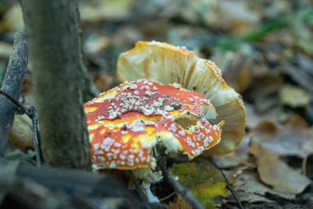 A poisonous and hallucinogenic mushroom Fly agaric in the grass against the background of an autumn...