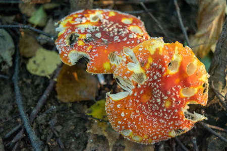 A poisonous and hallucinogenic mushroom Fly agaric in the grass against the background of an autumn forest. Red poisonous mushroom close-up in the natural environment. Beautiful autumn landscape.の写真素材