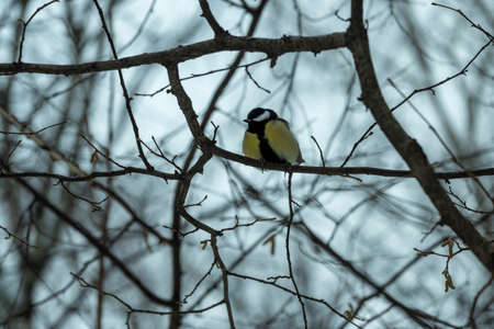 A tit in the winter forest sits on a branch. Tit in its natural habitatの写真素材