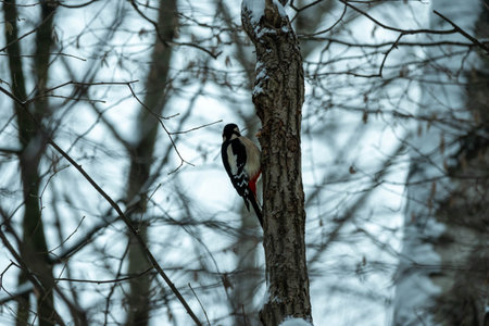 A woodpecker on a tree trunk in a winter forest. Woodpecker in its natural habitat.の写真素材