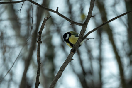A tit in the winter forest sits on a branch. Tit in its natural habitatの写真素材