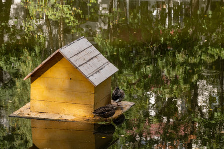 Two adult ducks near the duck house on the pond in the park.の写真素材