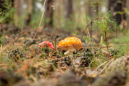 Amanita Muscaria. Red poisonous Fly Agaric mushroom in forest