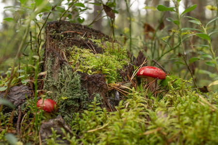 Huge butter mushrooms in the forest on a clearing in the grass.